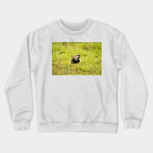 32218 lapwing Crewneck Sweatshirt